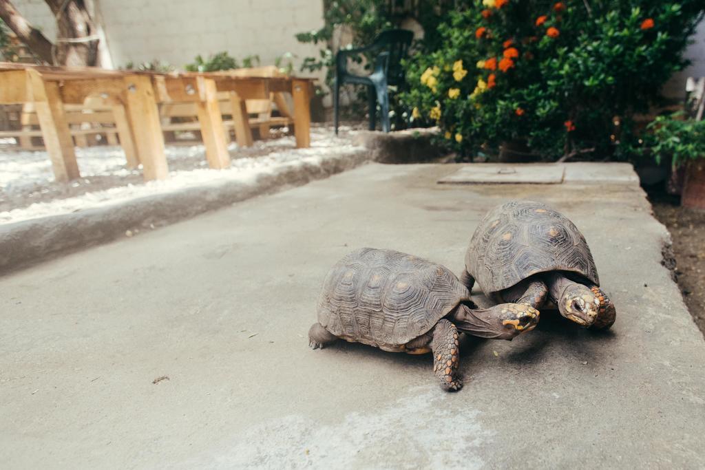 La Tortuga Hostel Taganga Exteriér fotografie